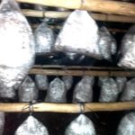 Mushroom farming project - Chitungwiza