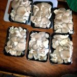 Mushroom farming project - Chitungwiza